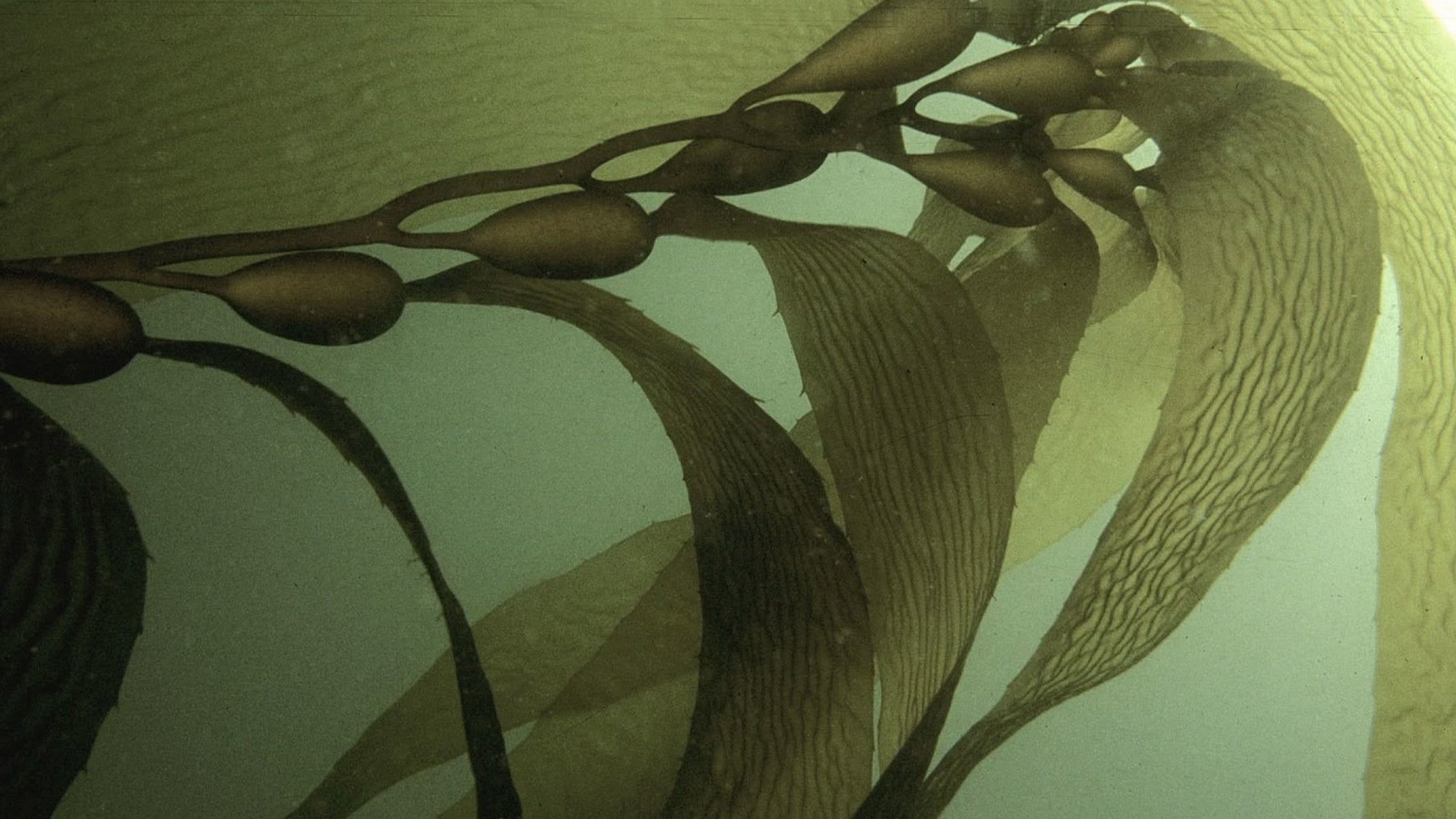 <h2>Most activewear is plastic.<br/>Ours grows in the sea.</h2>