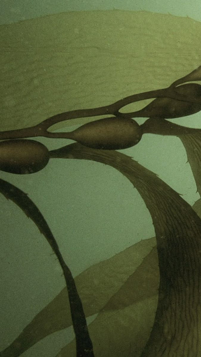 <h2>Most activewear is plastic.<br/>Ours grows in the sea.</h2>