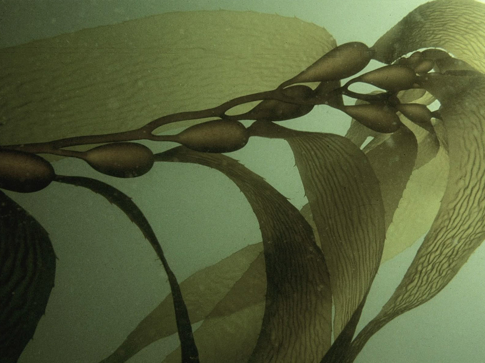 <h2>Most activewear is plastic.<br/>Ours grows in the sea.</h2>