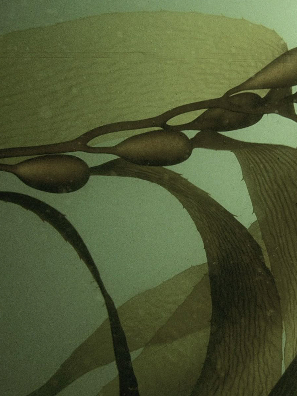 <h2>Most activewear is plastic.<br/>Ours grows in the sea.</h2>